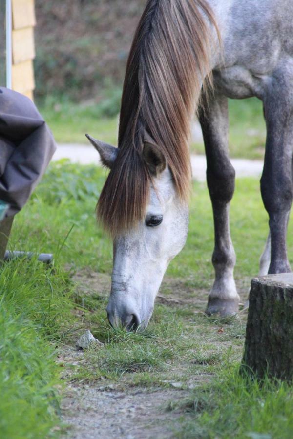 Une Roulotte Et Des Chevaux Treffléan Zewnętrze zdjęcie