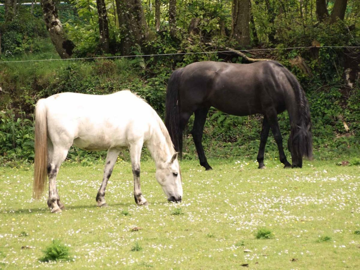 Une Roulotte Et Des Chevaux Treffléan Zewnętrze zdjęcie